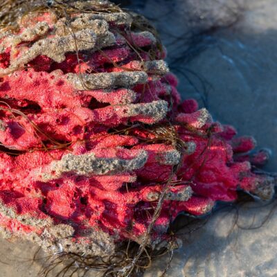 Red beard sponge (Clathria prolifera) in the surf on a sandy South Carolina beach, Atlantic Ocean